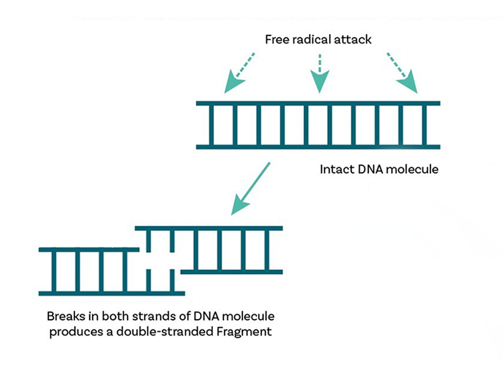 Double-strand Sperm DNA Damage