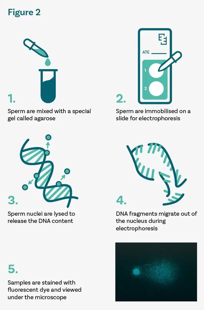 sperm-comet-testing-process-1 Figure2: The SpermComet testing process
