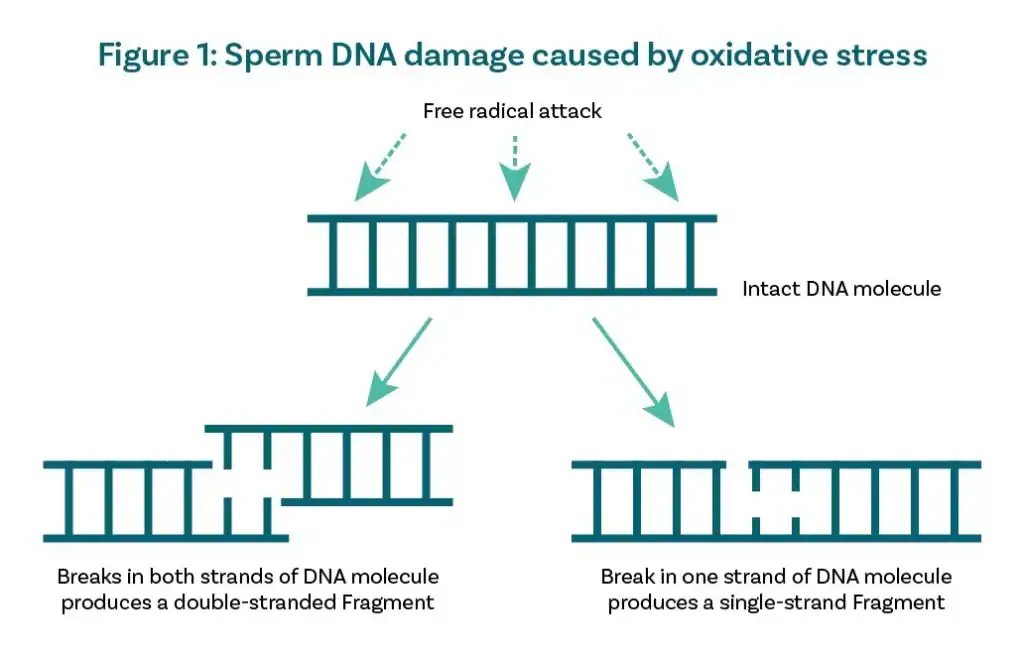 sperm-dna-damage-caused-by-oxidative-stress Figure 1: sperm DNA damage caused by oxidative stress