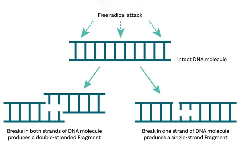sperm-dna-damage-caused-by-oxidative-stress copy Sperm DNA Damage caused by Oxidative Stress
