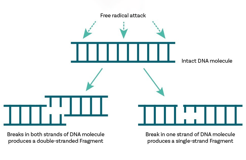 sperm-dna-damage-caused-by-oxidative-stress copy Sperm DNA Damage caused by Oxidative Stress